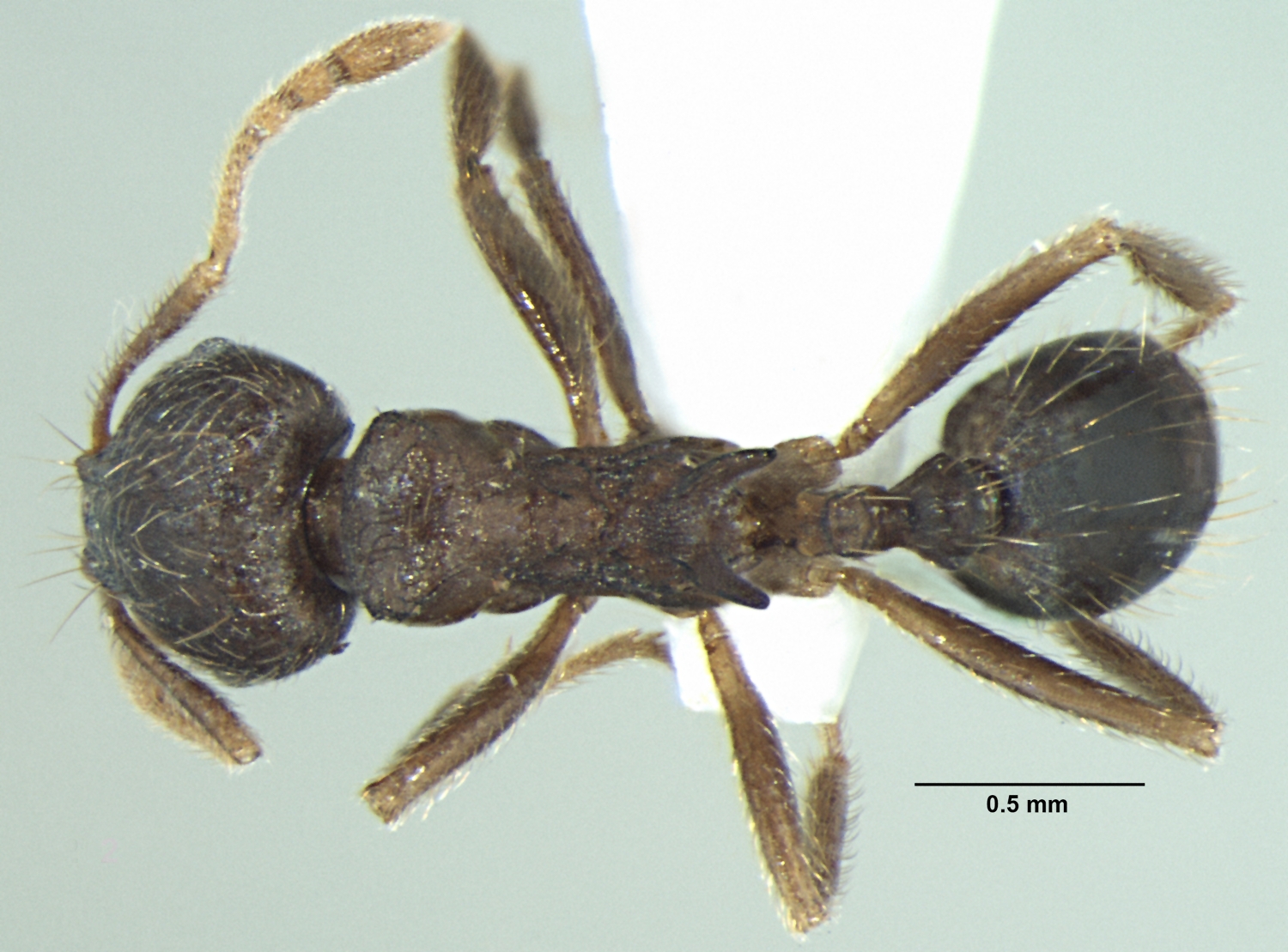 Foto Lophomyrmex terraceensis Bharti & Kumar, 2012 dorsal