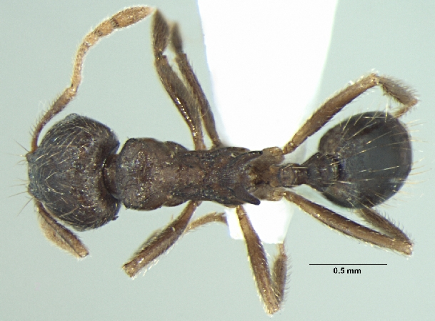 Lophomyrmex terraceensis Bharti & Kumar, 2012 dorsal