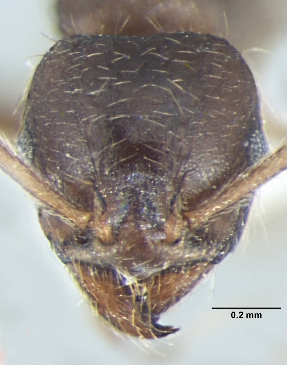 Foto Lophomyrmex terraceensis Bharti & Kumar, 2012 frontal