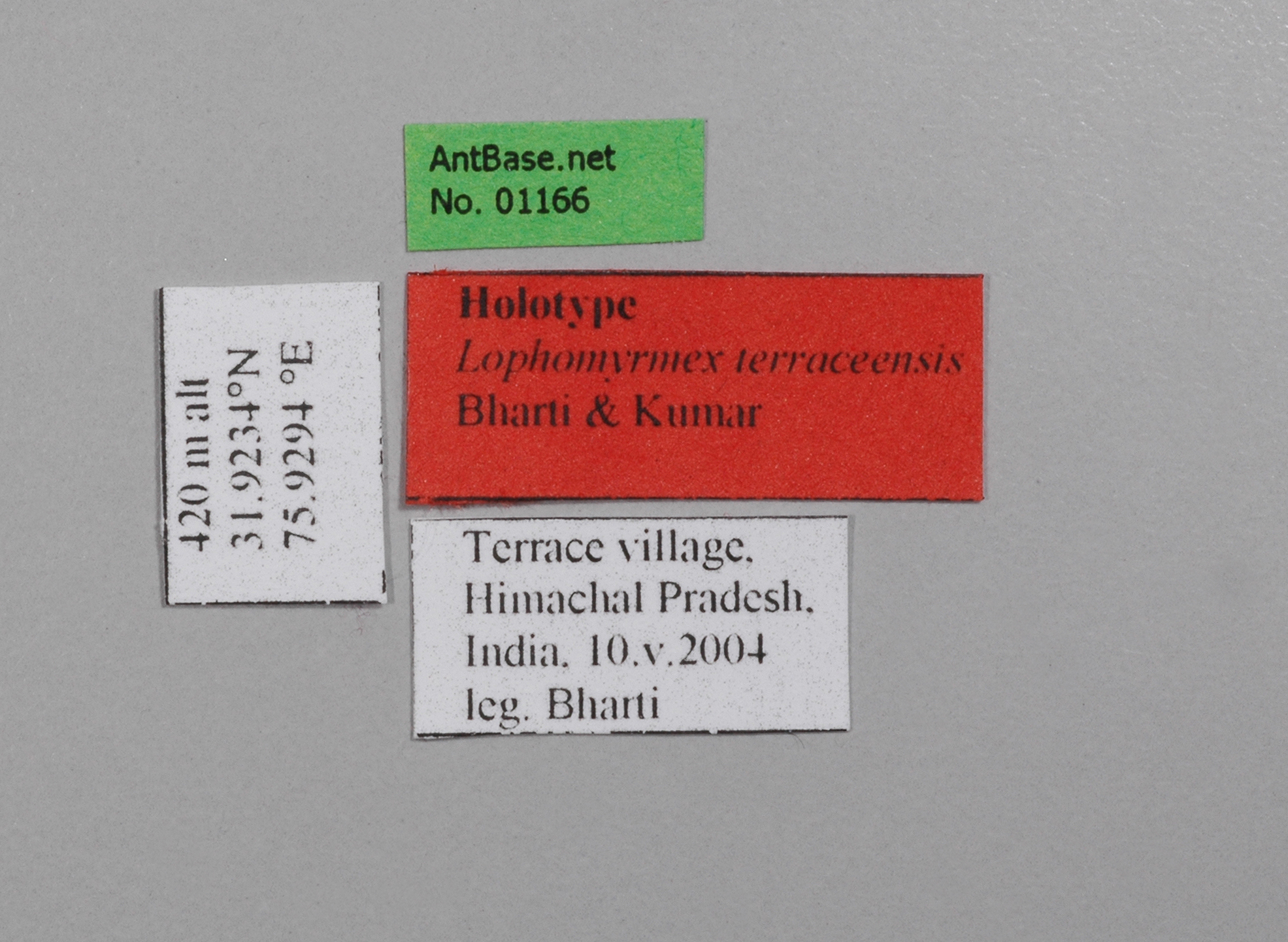 Foto Lophomyrmex terraceensis Bharti & Kumar, 2012 Label