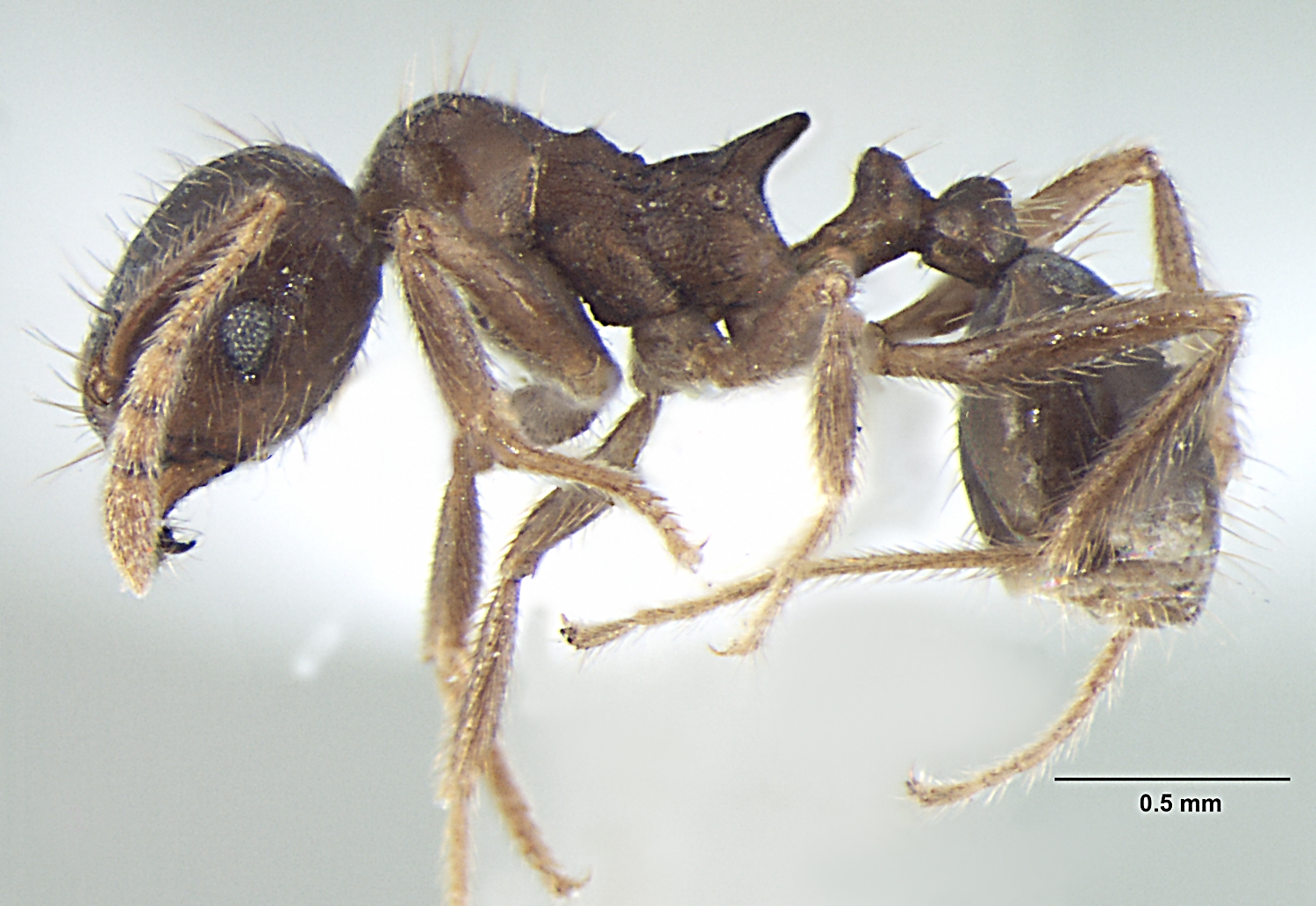 Foto Lophomyrmex terraceensis Bharti & Kumar, 2012 lateral