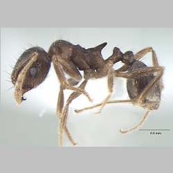 Lophomyrmex terraceensis Bharti & Kumar, 2012 lateral