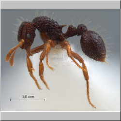 Lordomyrma sp. Taylor lateral