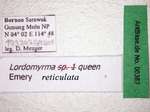 Lordomyrma reticulata Lucky & Sarnat, 2008 Label