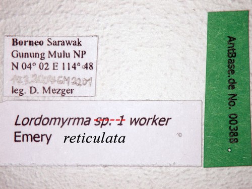 Lordomyrma reticulata Lucky & Sarnat, 2008 Label