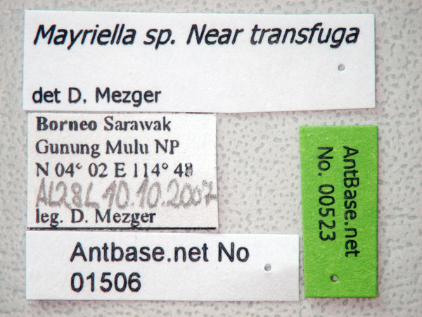Foto Mayriella sp near transfuga Label
