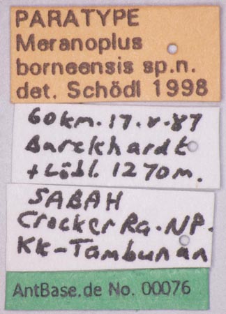 Foto Meranoplus borneensis Schoedl, 1998 Label