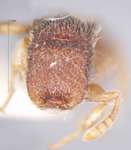 Meranoplus montanus Schoedl, 1998 frontal