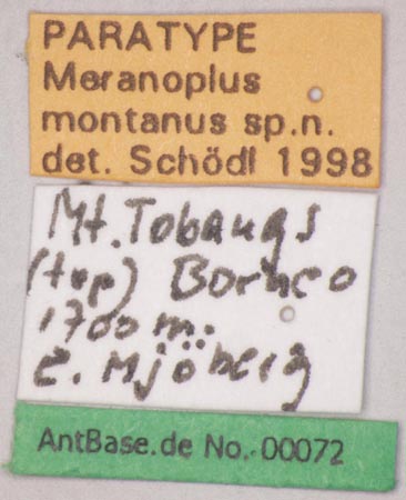 Foto Meranoplus montanus Schoedl, 1998 Label