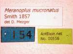 Meranoplus mucronatus Smith, 1857 Label