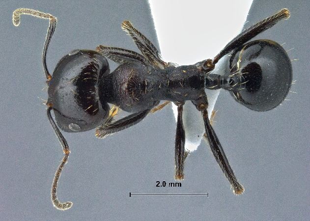 Messor caducus Victor, 1839 dorsal
