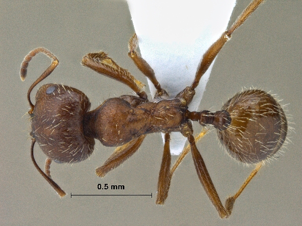 Messor oertzeni dorsal