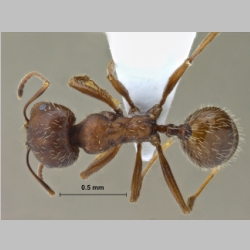 Messor oertzeni dorsal