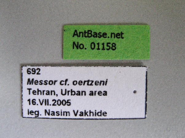 Foto Messor oertzeni Label