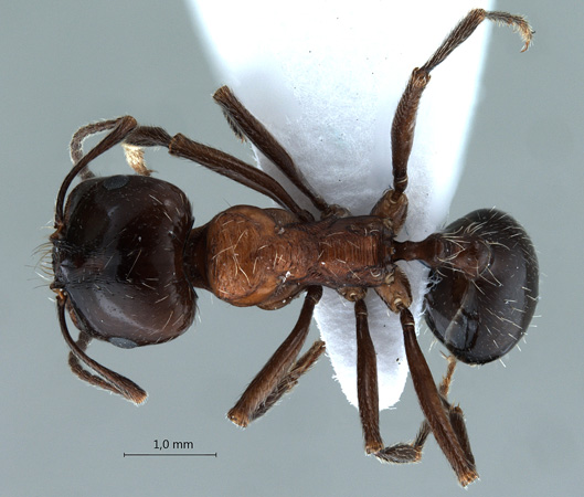 Messor denticulatus Santschi, 1927 dorsal