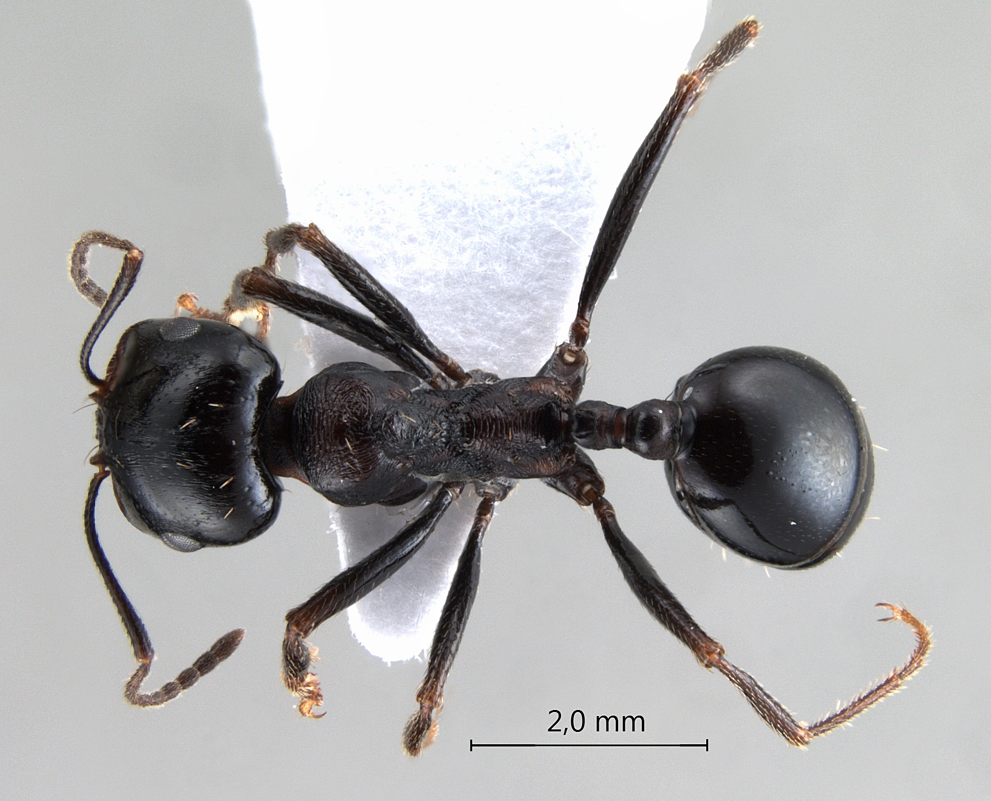 Foto Messor intermedius Santschi, 1927 dorsal