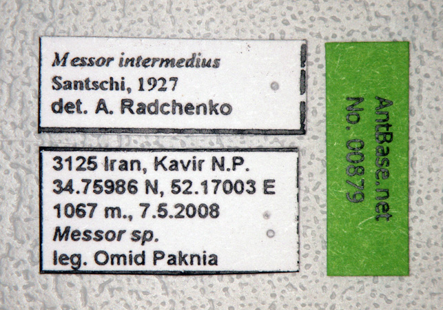 Foto Messor intermedius Santschi, 1927 Label