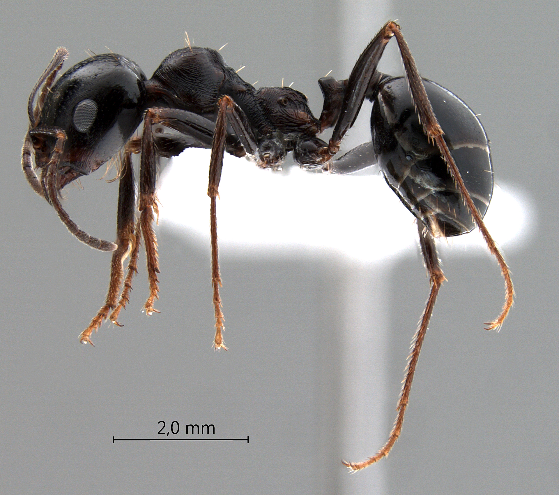 Foto Messor intermedius Santschi, 1927 lateral