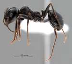 Messor intermedius Santschi, 1927 lateral