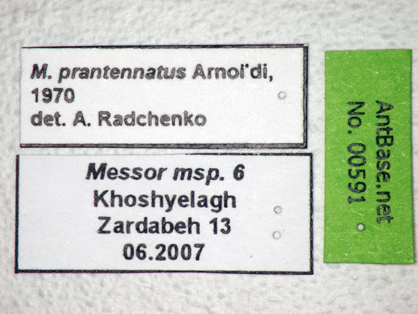 Foto Messor perantennatus Arnol'di, 1969 Label