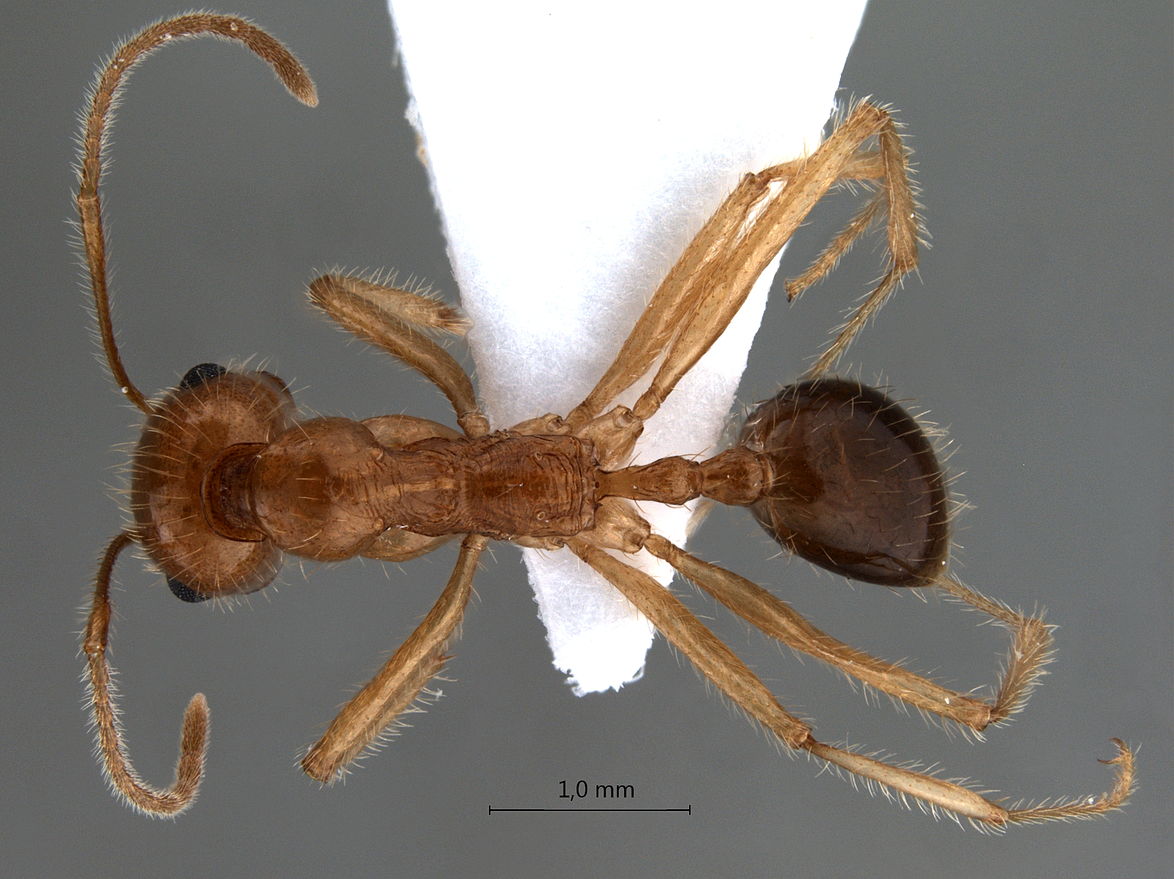 Foto Messor rufotestaceus Frster, 1850 dorsal