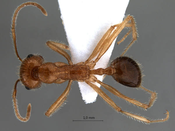 Messor rufotestaceus Frster, 1850 dorsal