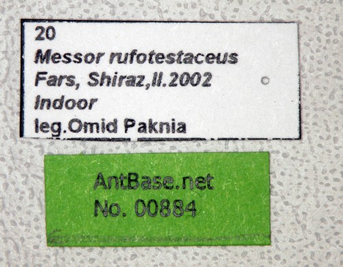 Messor rufotestaceus Frster, 1850 Label