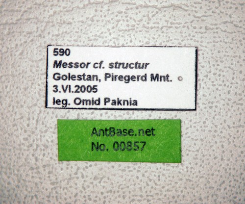 Messor structor Latreille, 1798 Label
