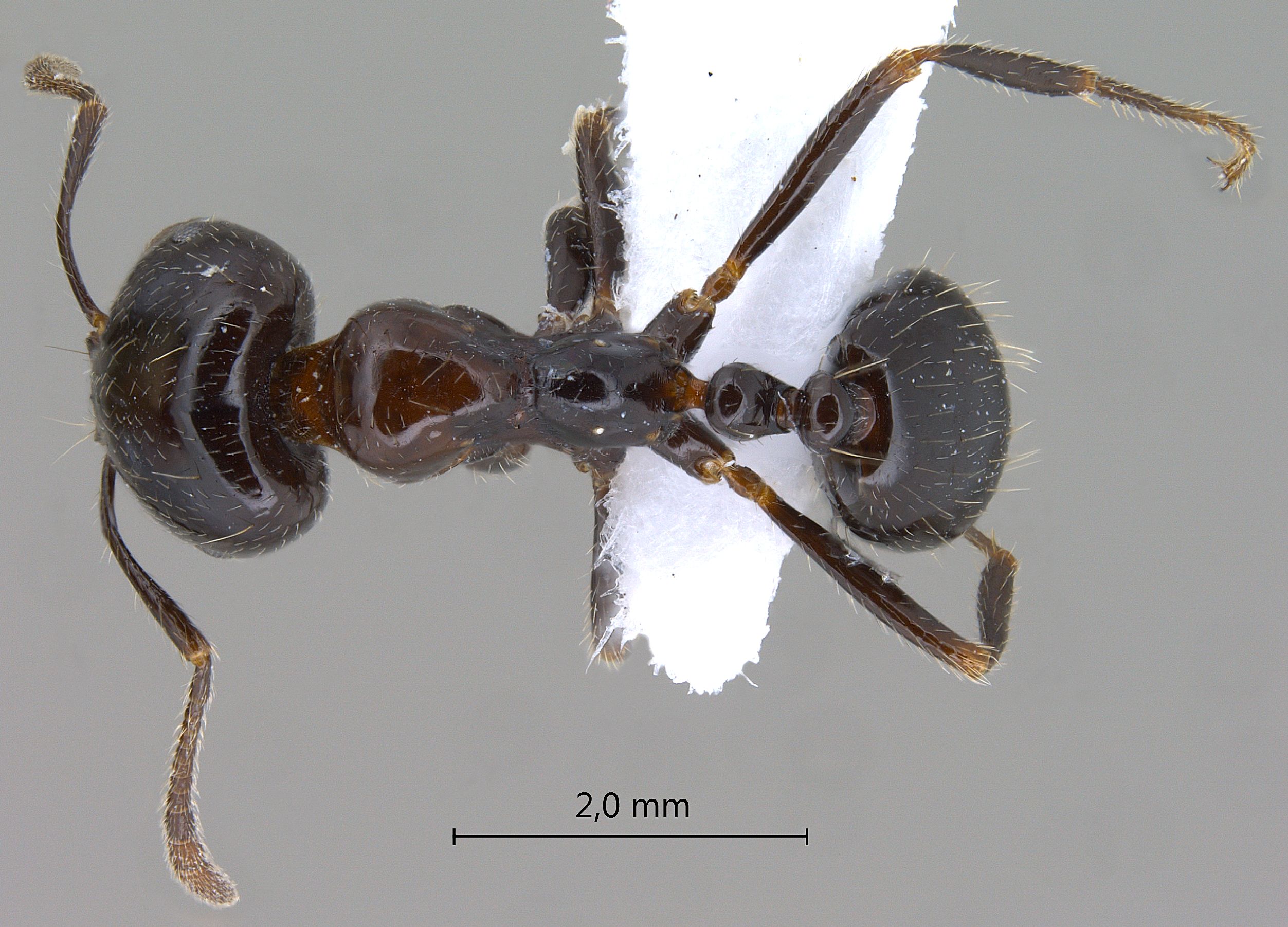 Foto Monomorium dentigerum Roger, 1862 dorsal