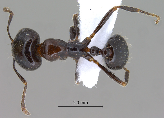 Monomorium dentigerum Roger, 1862 dorsal