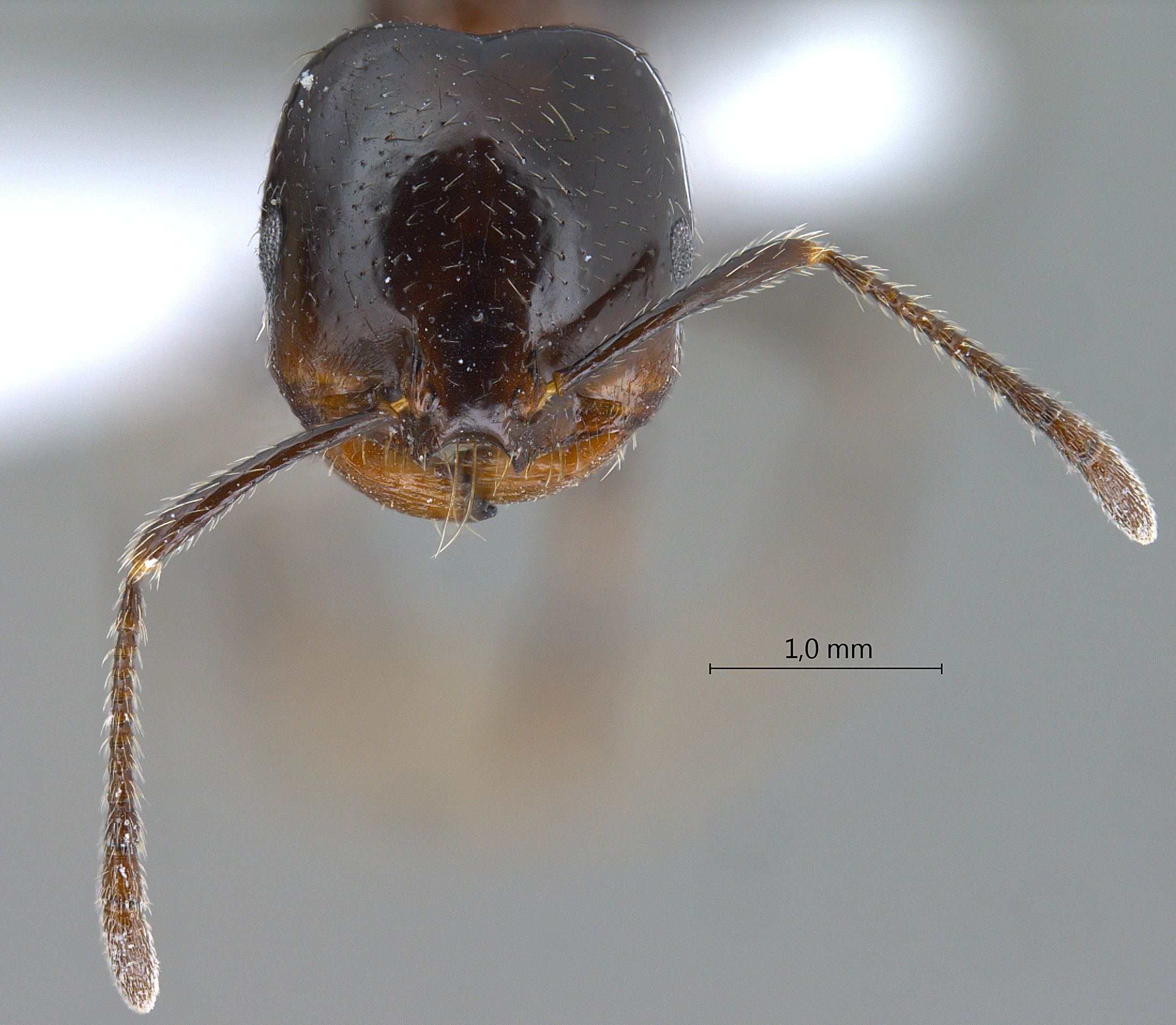 Foto Monomorium dentigerum Roger, 1862 frontal