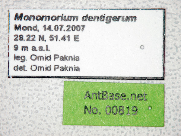 Foto Monomorium dentigerum Roger, 1862 Label
