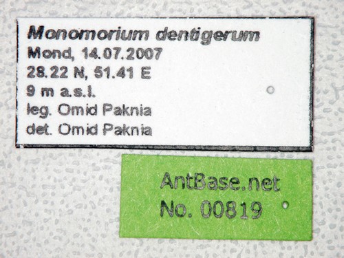 Monomorium dentigerum Roger, 1862 Label