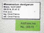 Monomorium dentigerum Roger, 1862 Label