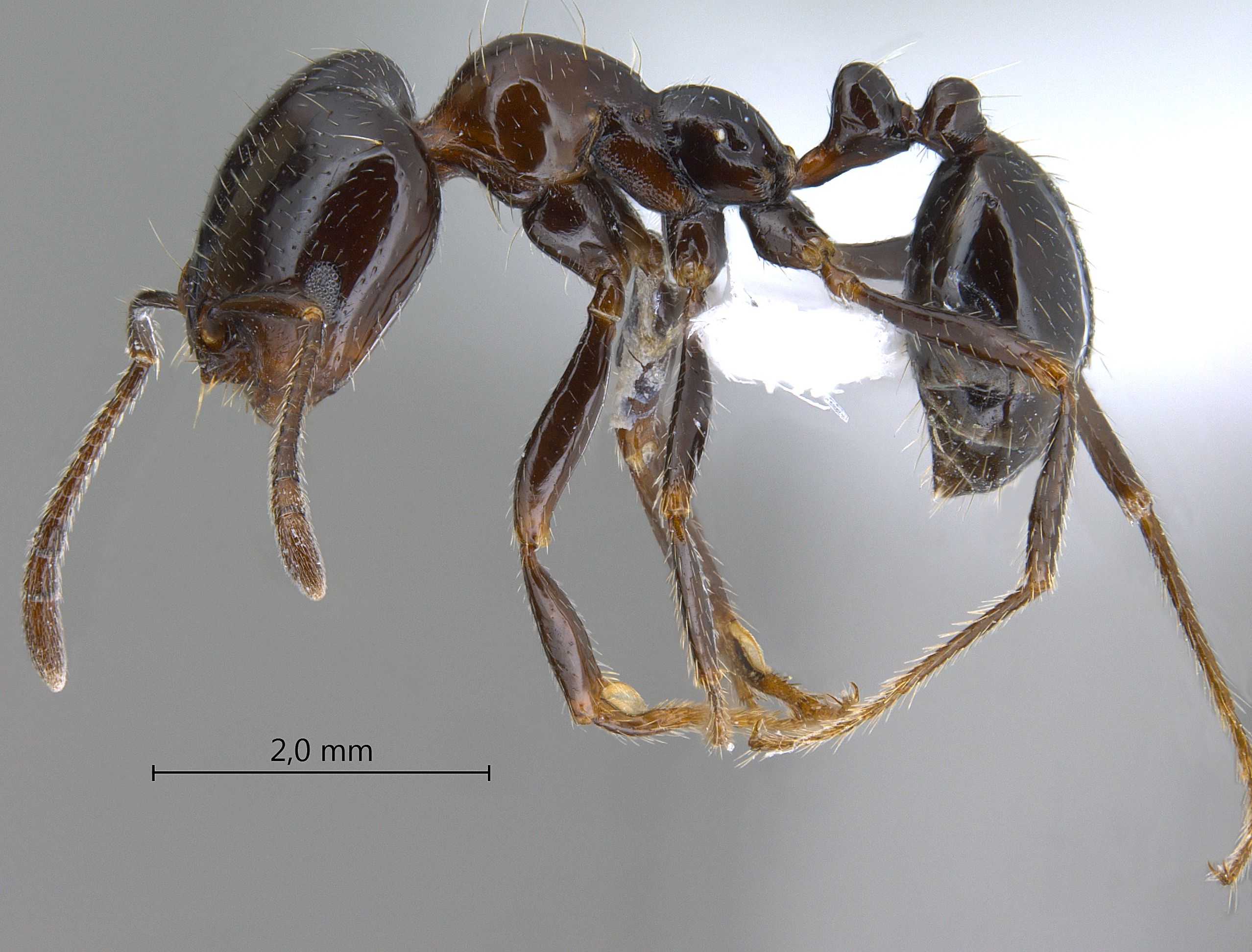 Foto Monomorium dentigerum Roger, 1862 lateral