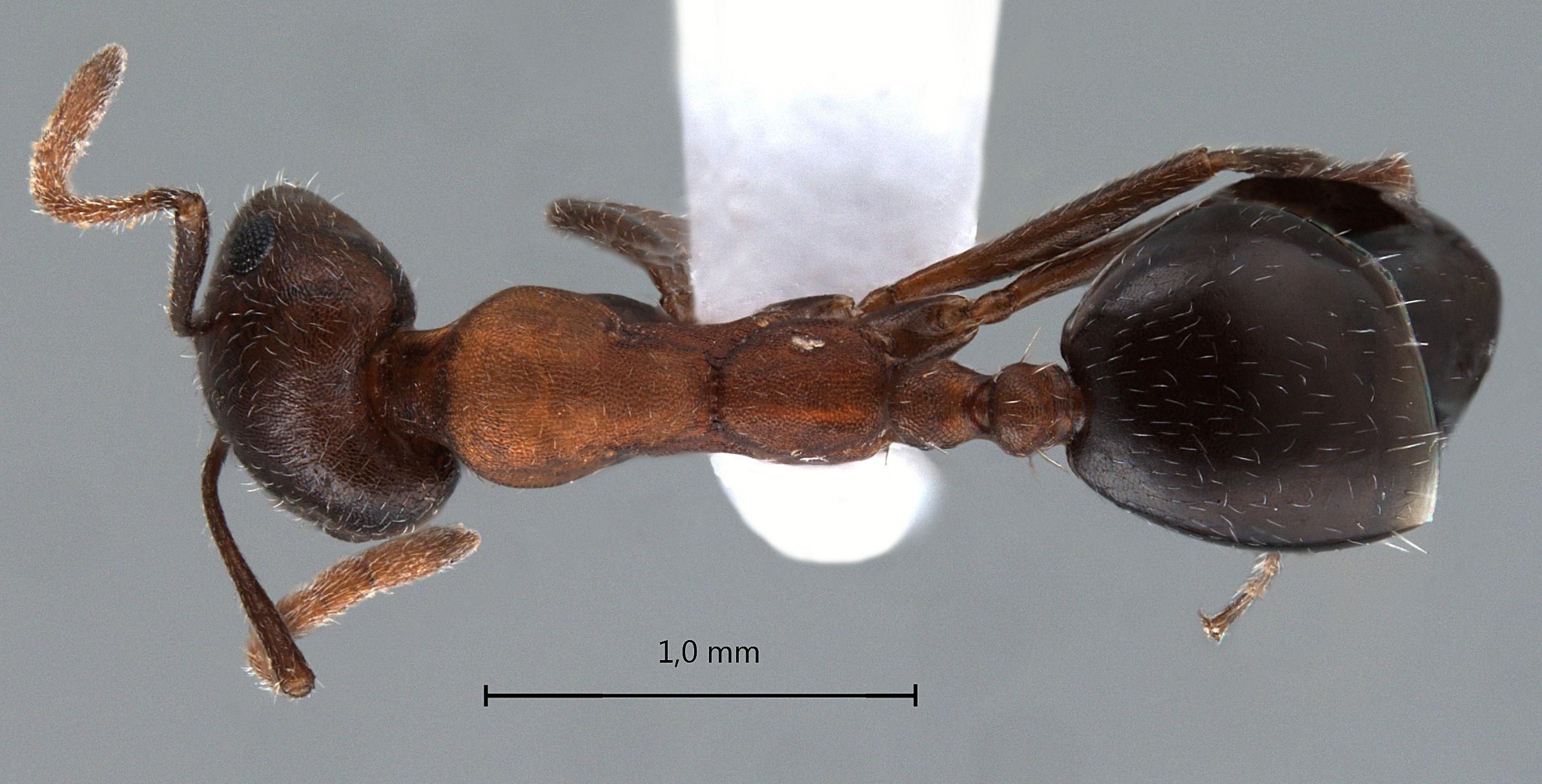 Foto Monomorium indicum kusnezowi Santschi, 1928 dorsal