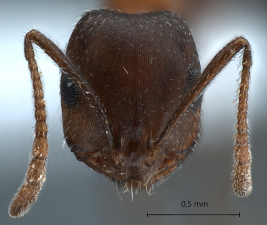 Monomorium indicum kusnezowi Santschi, 1928 frontal