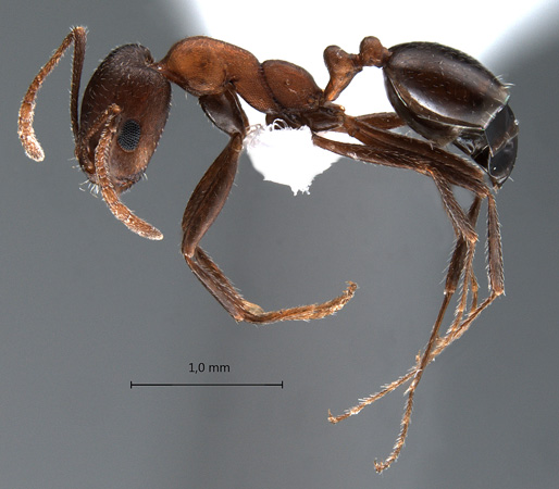 Monomorium indicum kusnezowi Santschi, 1928 lateral