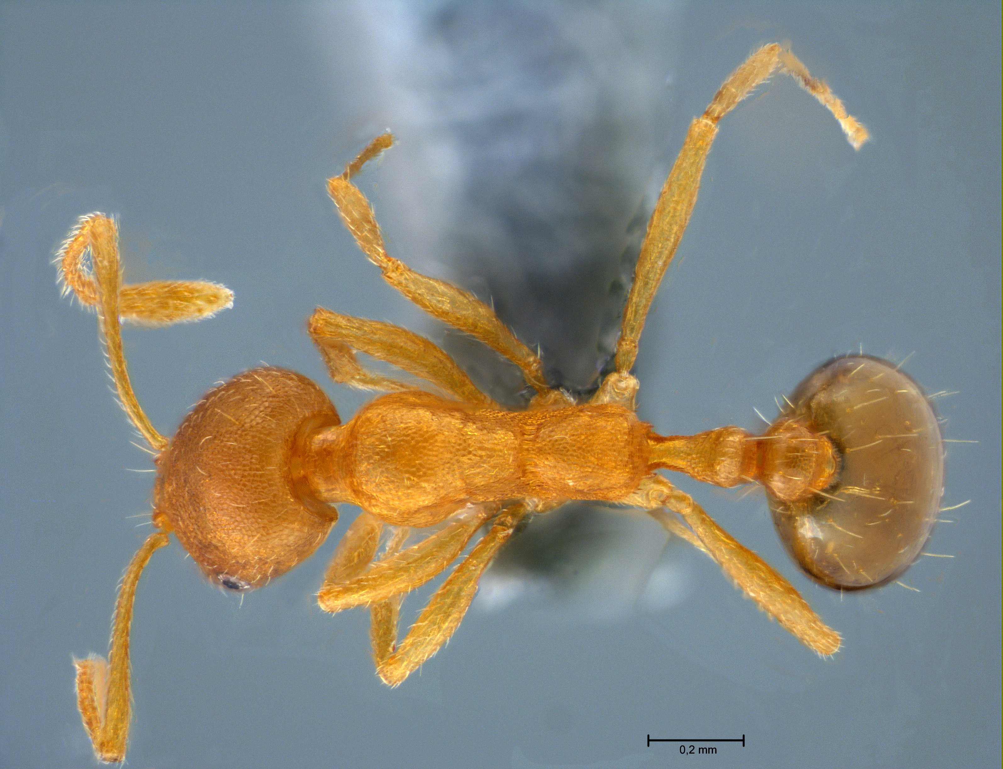 Foto Monomorium pharaonsis Linnaeus, 1758 dorsal