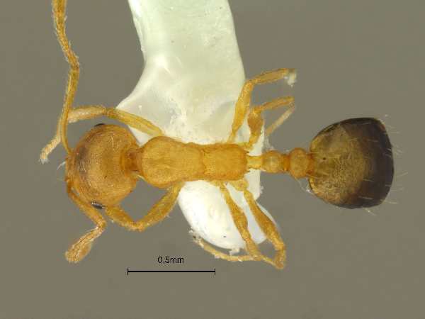 Monomorium pharaonsis Linnaeus, 1758 dorsal