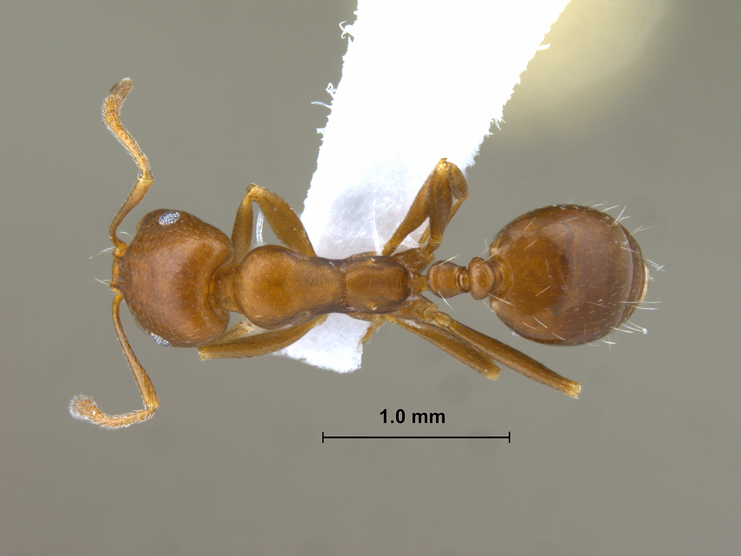 Foto Monomorium pharaonsis Linnaeus, 1758 dorsal