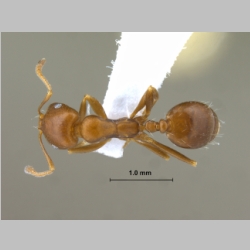 Monomorium pharaonsis Linnaeus, 1758 dorsal