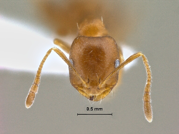 Monomorium pharaonsis Linnaeus, 1758 frontal