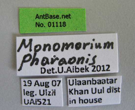 Foto Monomorium pharaonsis Linnaeus, 1758 Label