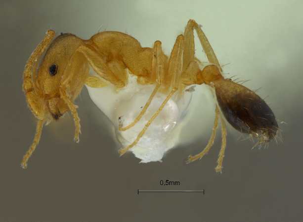 Monomorium pharaonsis Linnaeus, 1758 lateral