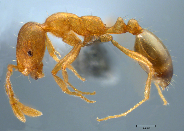 Monomorium pharaonsis Linnaeus, 1758 lateral