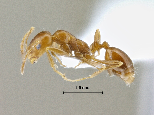 Monomorium pharaonsis Linnaeus, 1758 lateral