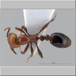 Monomorium rothsteini Forel, 1902 dorsal