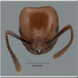 Monomorium rothsteini Forel, 1902 frontal