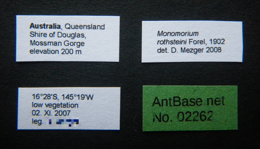 Monomorium rothsteini Forel, 1902 Label